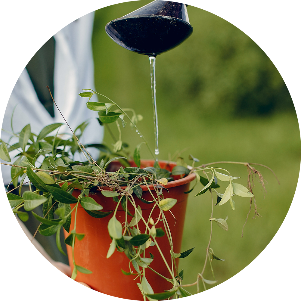 plantita